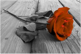 Tablou - Trandafir portocaliu (90x60 cm)