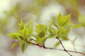 Tapet Green Leaves, Rebel Walls