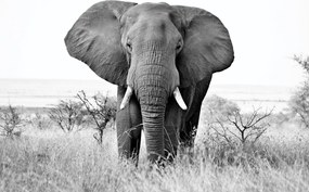 Fototapet - Elefant african (147x102 cm)