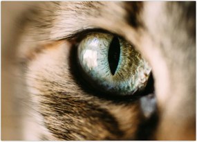 Tablou - Ochi de pisică (70x50 cm)