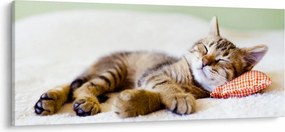 Tablou - Pisicuța adormită (120x50 cm)