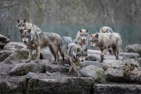 XXL Poster Wolf - Grey Wolves, (120 x 80 cm)