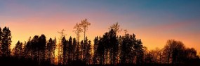 Tablou pădure învăluită în întuneric