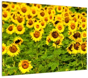 Tablou cu câmp cu floarea soarelui (70x50 cm), în 40 de alte dimensiuni noi