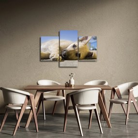 Tablou cu cățeluș dormind (90x60 cm)