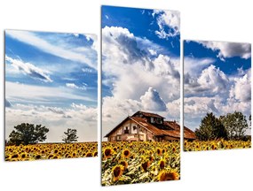 Tablou cu câmp de floarea soarelui (90x60 cm)