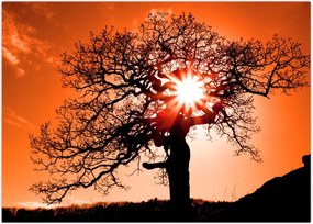 Tablou - Fag la apus de soare (70x50 cm)