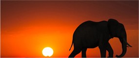 Tablou cu elefant în apus de soare (120x50 cm)