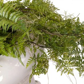 Aranjament floral mare ZEUS FERN ROOTS BALL