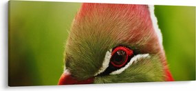 Tablou cu pasărea colorată (120x50 cm)