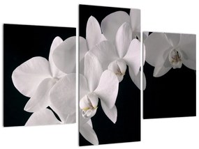 Tablou - orhidee albă (90x60cm)