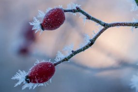 Fotografie The red fruits of the dog, Edda Dupree