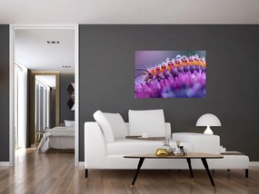 Tablou - Caterpillar (90x60 cm)