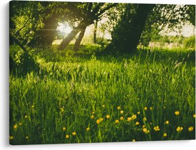 Tablou cu natura - lunca (70x50 cm)