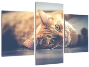 Tablou - Pisici pe podea (90x60 cm)