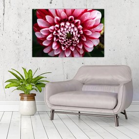 Tablou cu dalie roz (90x60 cm)