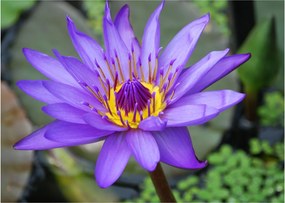 Tablou - Floare violet (70x50 cm)