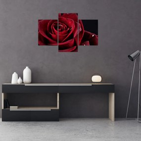 Tablou - Trandafir roșu (90x60 cm)