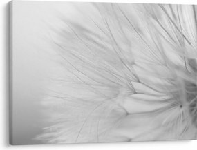 Tablou - Dandelion (70x50 cm)