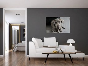 Tablou cu cățeluș (90x60 cm)