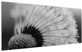 Tablou cu păpădie - albnegru (120x50 cm)