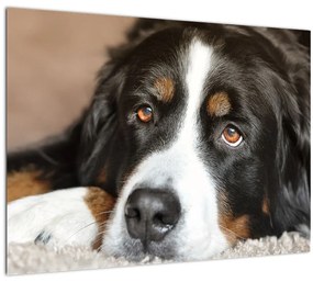 Tablou cu câine (70x50 cm)