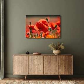 Tablou cu flori de maci (90x60 cm)