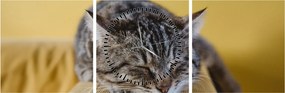 Tablou cu pisica pe fotoliu (cu ceas) (90x30 cm)