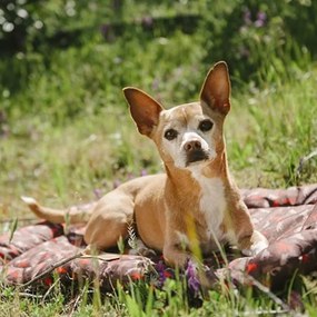 Pat de călătorie maro pentru câini 50x75 cm Outdoor Chill Pad Mocha M – P.L.A.Y.