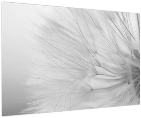 Tablou - Dandelion (90x60 cm)