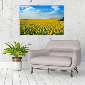 Tablou - câmp cu floarea soarelui (90x60 cm)