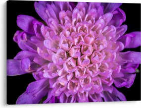 Tablou detailat cu floare (70x50 cm)