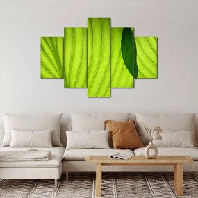 Tablou - Detaliu de frunză verde (150x105 cm)