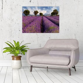 Tablou - câmp de lavandă și munți (70x50 cm)