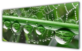 Tablou pe sticla Spider Web Dewdrops Floral alb