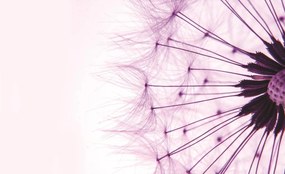 Fototapet - Păpădie - violetă (152,5x104 cm), în 8 de alte dimensiuni noi