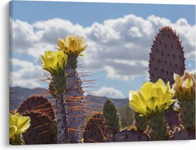 Tablou cu floarea de cactus Opunție (70x50 cm)