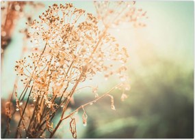 Tablou - Plante după ploaie (70x50 cm)