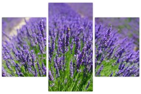 Tablou - lavanda (90x60 cm)