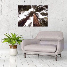 Tablou pe sticlă - Privire prin vârfurile copacilor (70x50 cm)