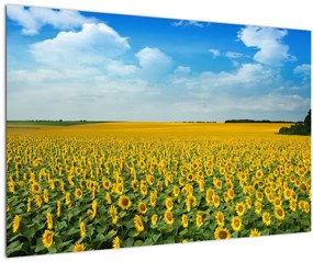 Tablou - câmp cu floarea soarelui (90x60 cm)