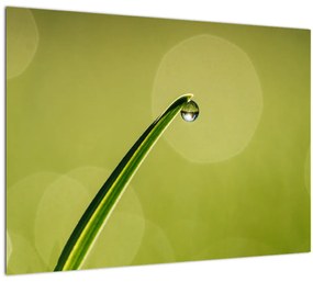 Tablou cu picătură de apă pe iarbă (70x50 cm), în 40 de alte dimensiuni noi