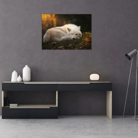 Tablou pe sticlă - Lupul care se odihnește (70x50 cm)