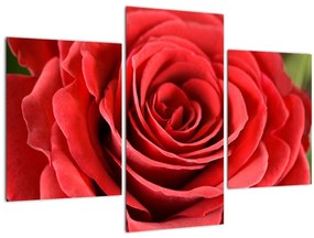 Tablou - Flori de trandafir (90x60 cm)