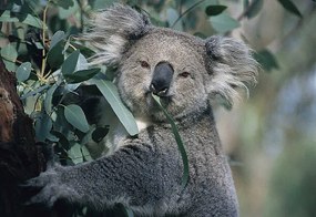 Fotografie Koala eating gum leaves, John Carnemolla