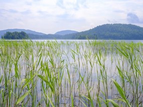 Fototapet, Paddy Field, Green, Rebel Walls