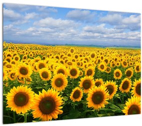 Tablou pe sticlă cu lan de floarea soarelui (70x50 cm)