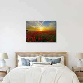 Tablou cu câmp cu maci (70x50 cm)