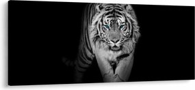 Tablou - Tigru cu ochi albaștri (120x50 cm)