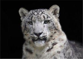 Tablou - Snow Leopard (70x50 cm)